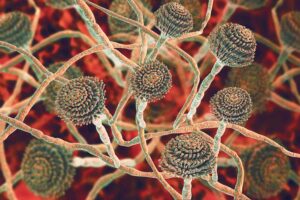 Close-up image of Aspergillus mold, a common genus found indoors and outdoors. Its varied species highlight the need for thorough identification and remediation for indoor safety.