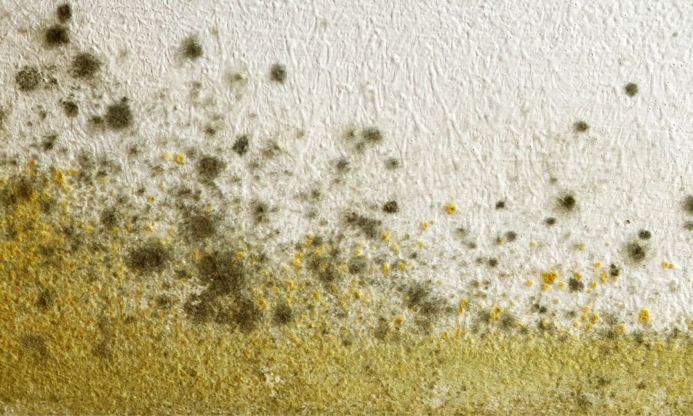 Close-up image of Cladosporium mold, a widespread type thriving indoors and outdoors. Recognizable on textiles, wood, and porous surfaces, requiring vigilant remediation for optimal indoor air quality and a healthier living environment.