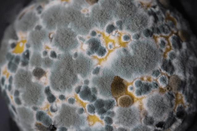 Detailed image of Penicillium mold, a widespread genus commonly found on water-damaged materials. Identification and remediation are crucial for maintaining indoor air quality and safety.