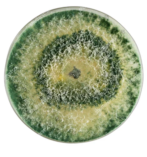Close-up of Trichoderma mold, commonly found on damp wallpaper, carpet, and wet materials. Its white to greenish appearance signals potential mycotoxin production, emphasizing the need for diligent identification and remediation.